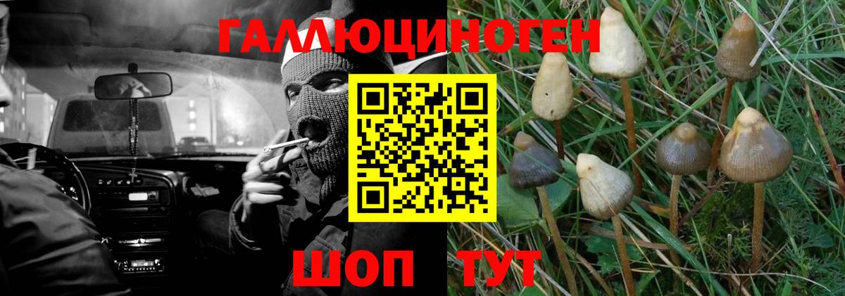 Псилоцибиновые грибы GOLDEN TEACHER Губкин